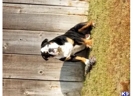 Old English Bulldog