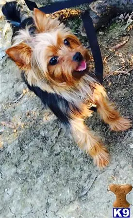 Yorkshire Terrier female dog