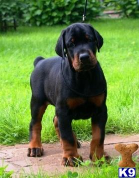 russian dobermann puppies for sale