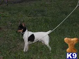 Toy Fox Terrier