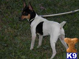 Toy Fox Terrier stud dog