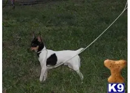 Toy Fox Terrier