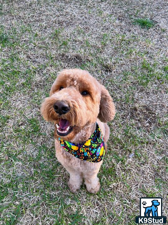 a goldendoodles dog wearing a swimsuit