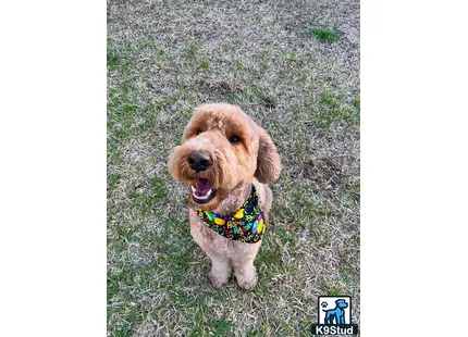 a goldendoodles dog wearing a swimsuit