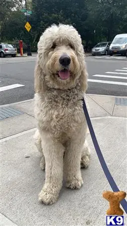 Goldendoodles stud dog