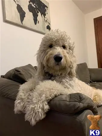 Goldendoodles stud dog