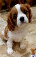 cavalier king charles spaniel puppy posted by njumeter