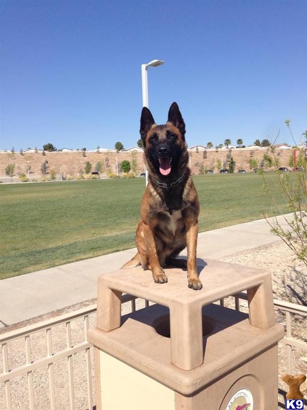 Belgian Malinois stud dog