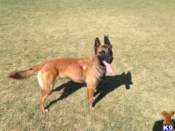 Belgian Malinois stud dog