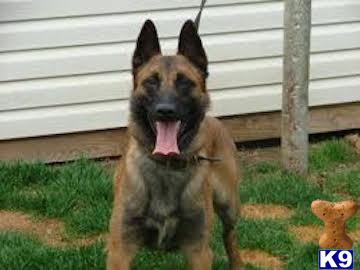 Belgian Malinois stud dog