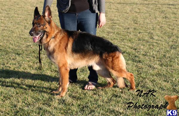 German Shepherd dog