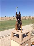 Belgian Malinois stud dog: Brindle Belgian Malinois sitting proudly on a pedestal outdoors