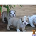 english bulldog puppy posted by nmckillen9