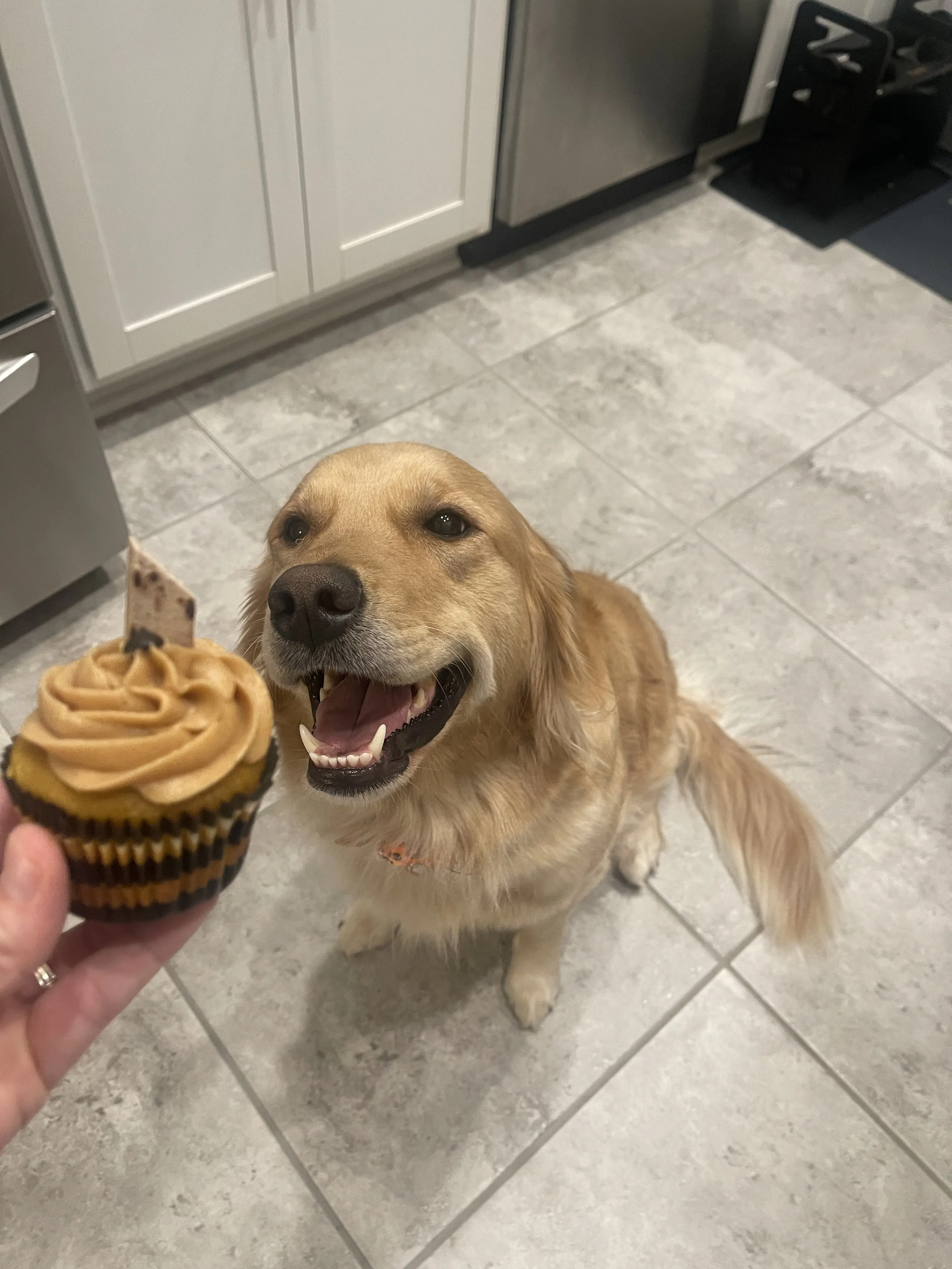 Golden Retriever female dog: Golden Retriever sitting happily next to a cupcake in a kitchen