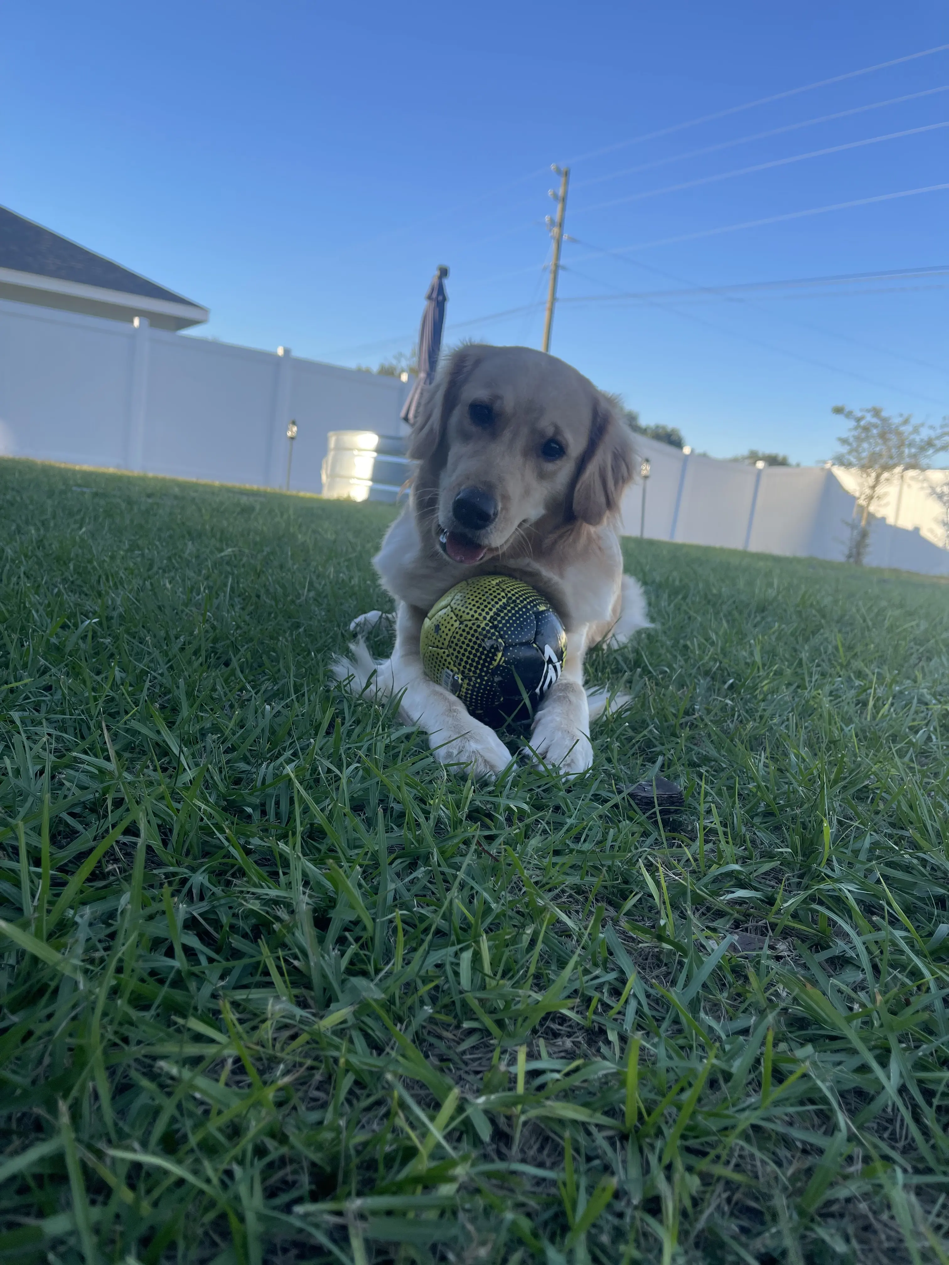 Golden Retriever female dog: Golden Retriever lying on grass with a ball in its mouth