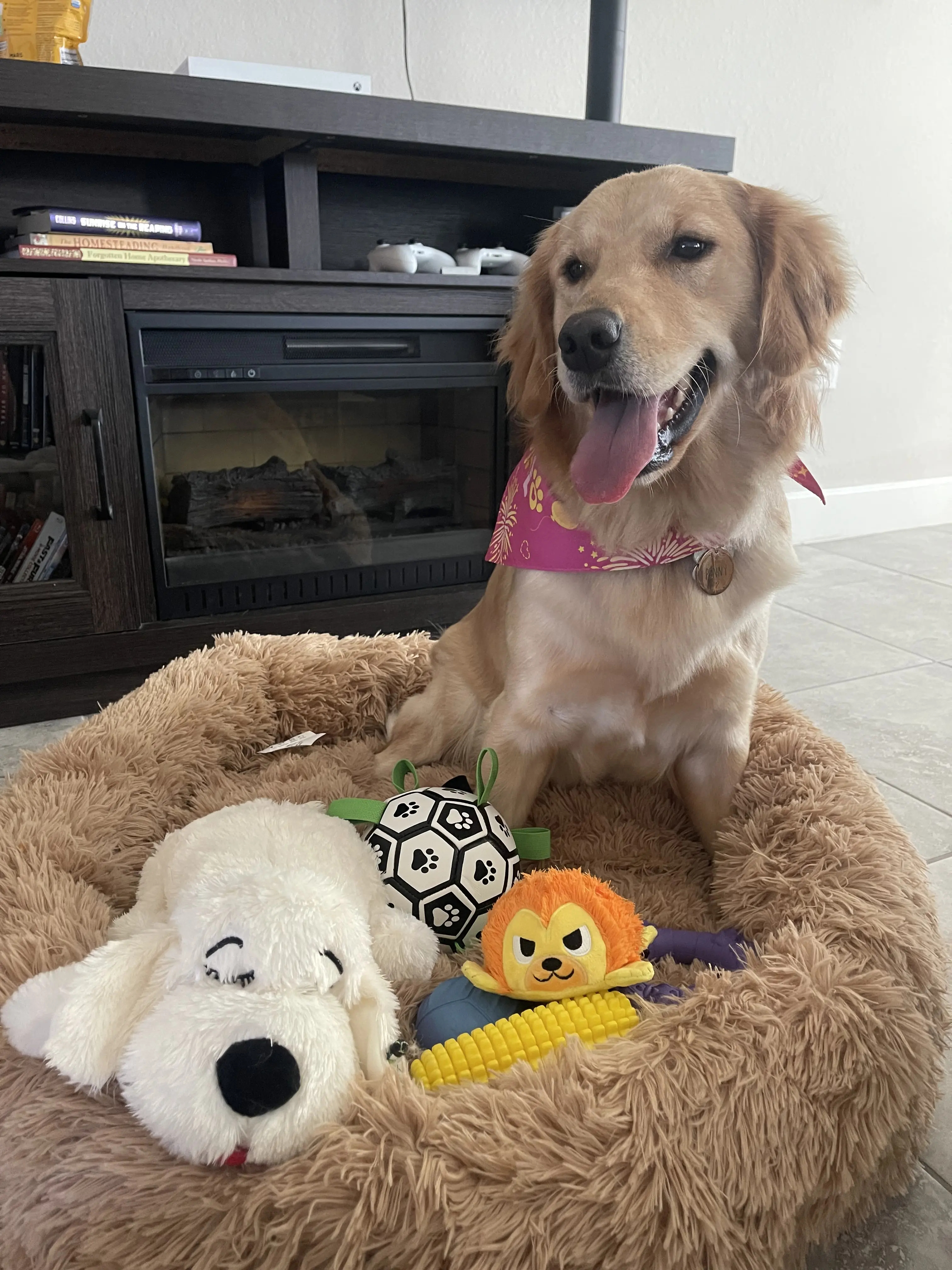 Golden Retriever female dog: Golden Retriever sitting in a dog bed with toys