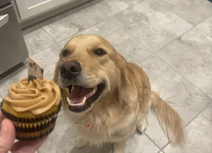 Golden Retriever female dog: Golden Retriever sitting happily next to a cupcake in a kitchen