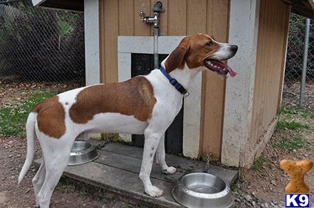 Beagle dog