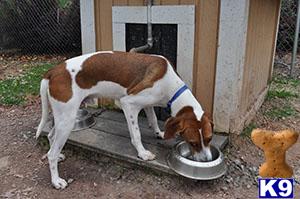 Beagle dog