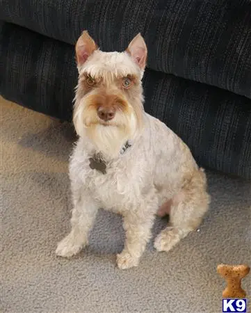 Miniature Schnauzer