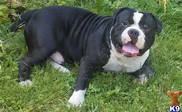 American Bully stud dog: Black and white American Bully lying in green grass