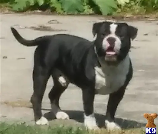 American Bully stud dog: Black and white American Bully standing outdoors with a playful expression