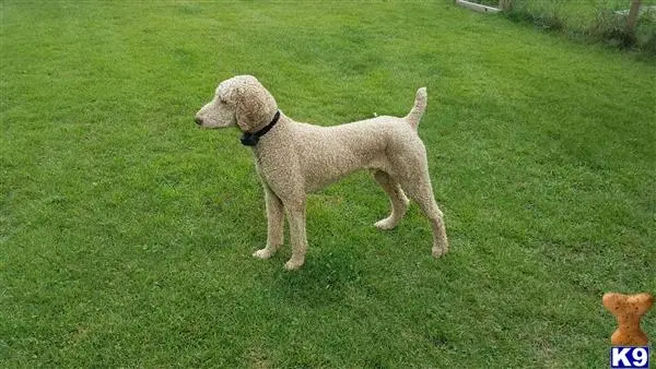 Poodle stud dog