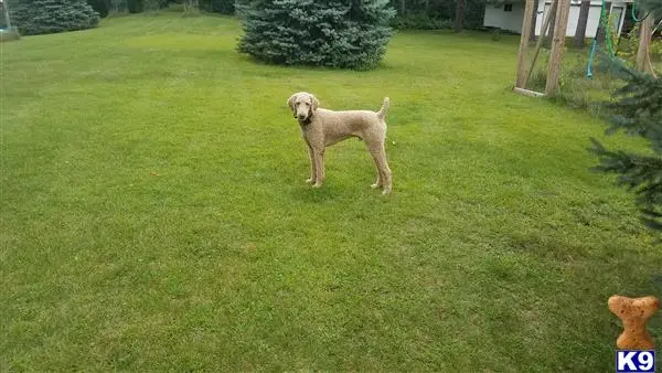 Poodle stud dog