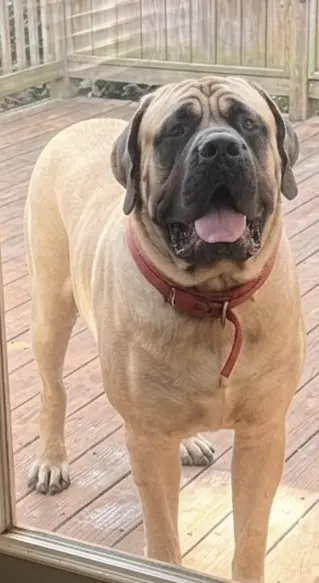 Mastiff stud dog: Brindle Mastiff standing on a wooden deck, smiling at the camera
