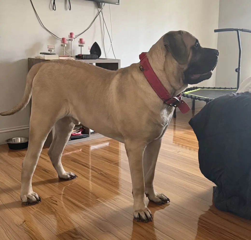 Mastiff stud dog: Fawn Mastiff standing indoors with a pink collar