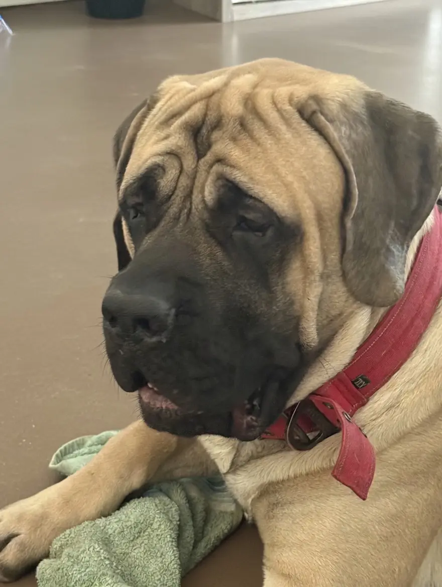 Mastiff stud dog: Brindle Mastiff with a relaxed expression lying on a towel