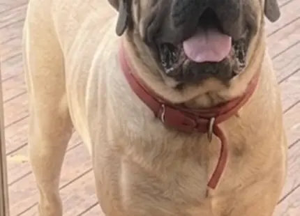 Mastiff stud dog: Brindle Mastiff standing on a wooden deck, smiling at the camera