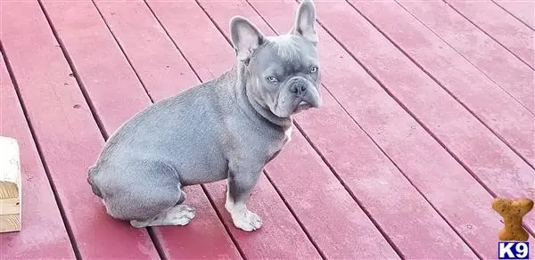 French Bulldog stud dog