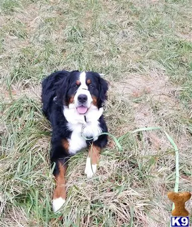 Bernese Mountain Dog