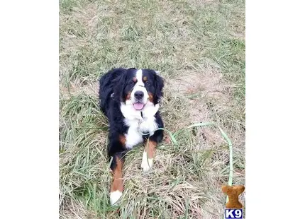 Bernese Mountain Dog