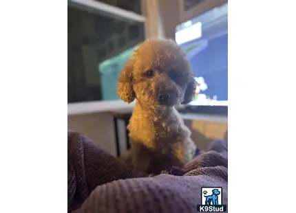a poodle dog sitting on a couch