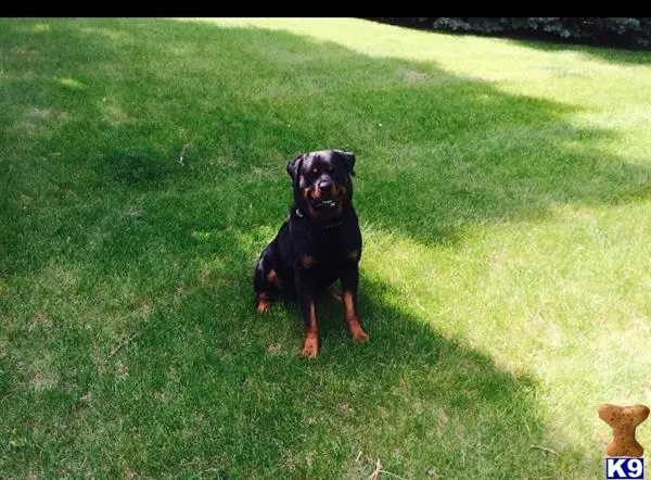 Rottweiler stud dog