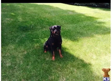 Rottweiler