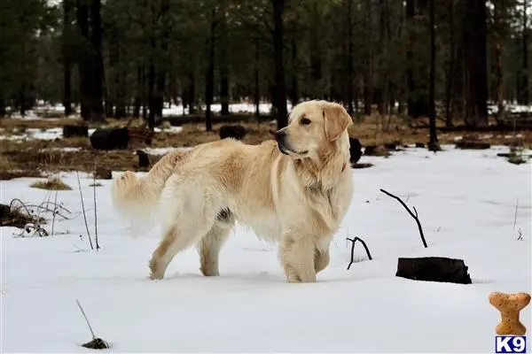 Golden Retriever stud dog