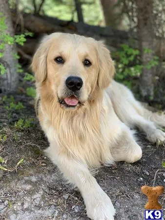 Golden Retriever stud dog