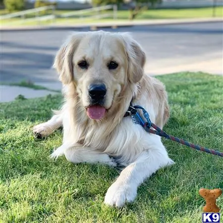 Golden Retriever stud dog