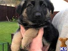 german shepherd puppy posted by nomanster