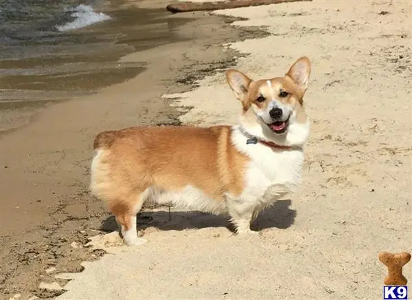 Pembroke Welsh Corgi stud dog