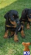 doberman pinscher puppy posted by nomuast