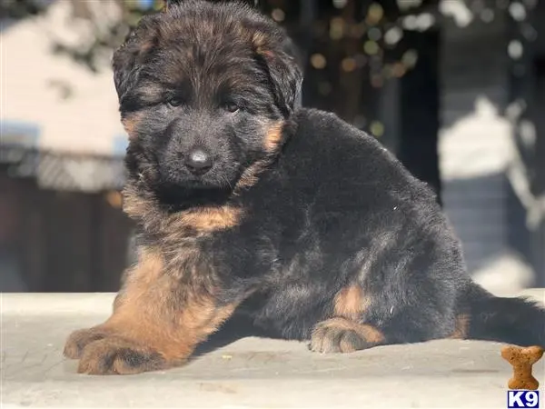 German Shepherd puppy for sale