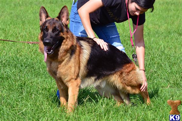 a person petting a german shepherd dog