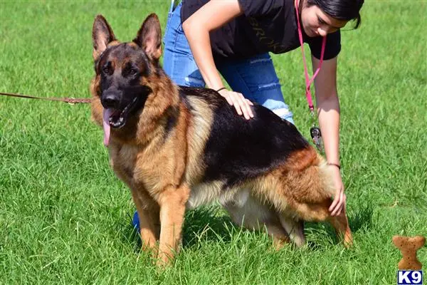 German Shepherd stud dog