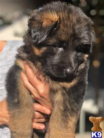 German Shepherd puppy for sale