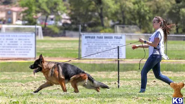 German Shepherd stud dog