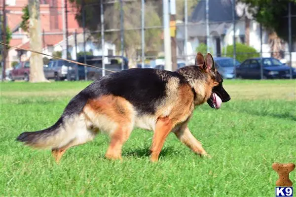 German Shepherd stud dog